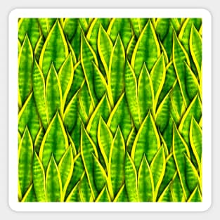 Sansevieria Trifasciata Laurentii Pattern Sticker